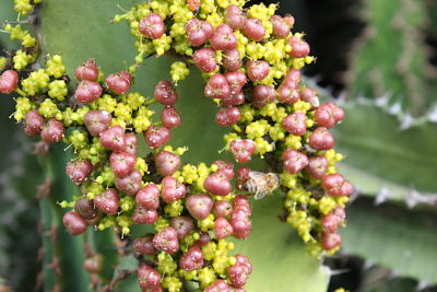 Succulent euphorbia fruit seed pods (c) Debra Lee Baldwin 