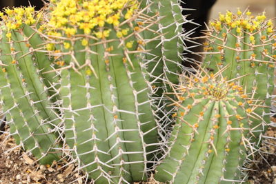 Cactus like Euphorbia fruticosa inermis (c) Debra Lee Baldwin