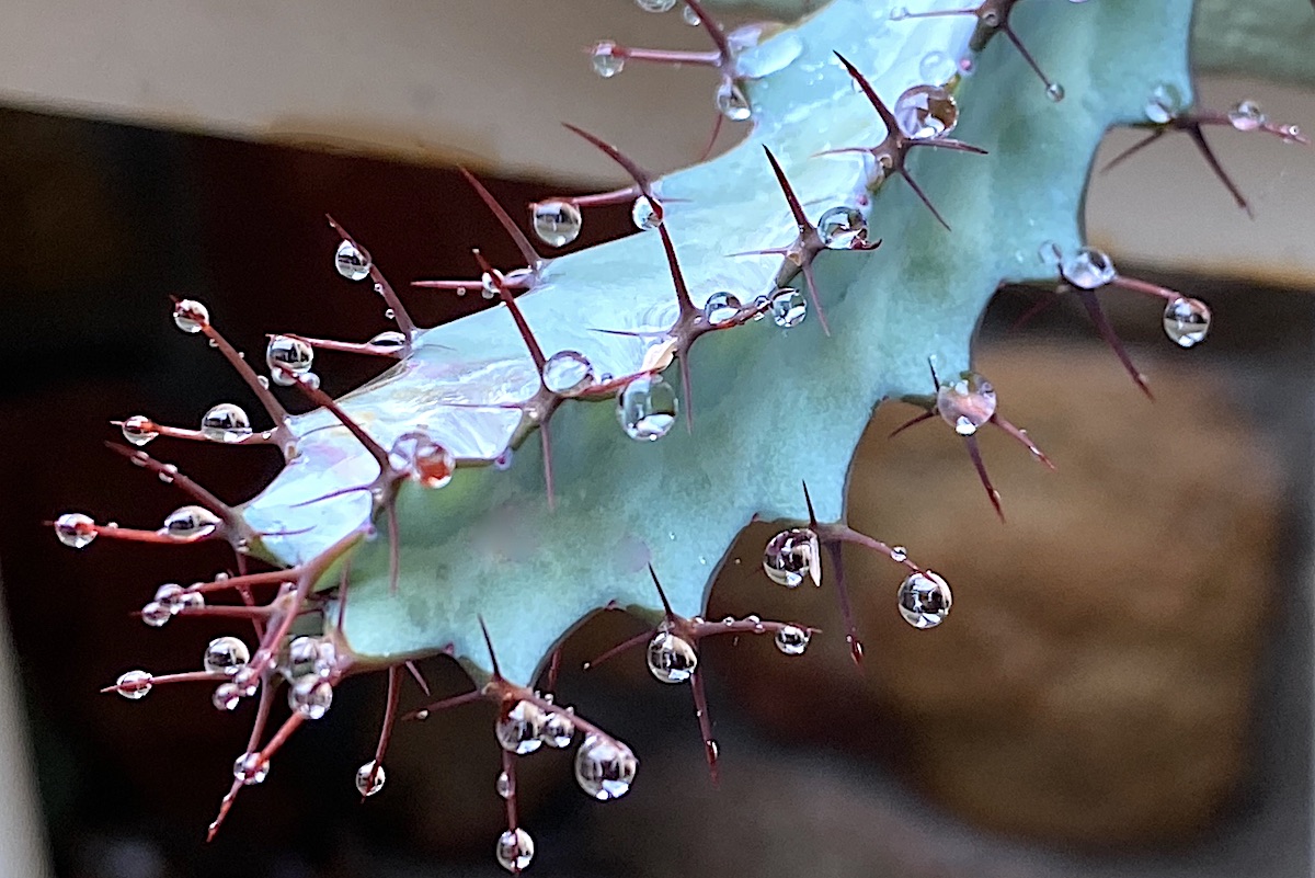 Euphorbia greenwayi (c) Debra Lee Baldwin