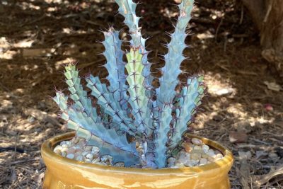 Euphorbia greenwayii blue form (c) Debra Lee Baldwin