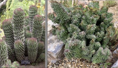 Euphorbia horrida & crests, monstrose (c) Debra Lee Baldwin