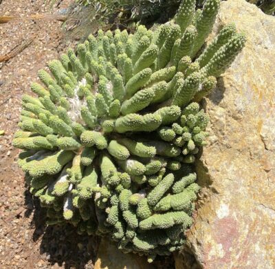 Euphorbia inermis (c) Debra Lee Baldwin