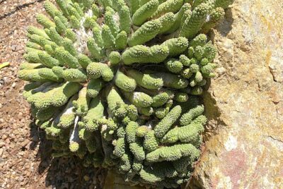 Euphorbia inermis crested (c) Debra Lee Baldwin