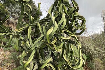 Euphorbia ingens, weeping form at the San Diego Zoo Safari Park (c) Debra Lee Baldwin