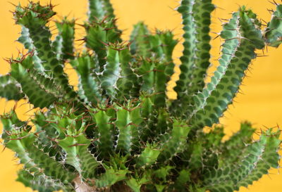 Patterned succulent Euphorbia knobelii (c) Debra Lee Baldwin
