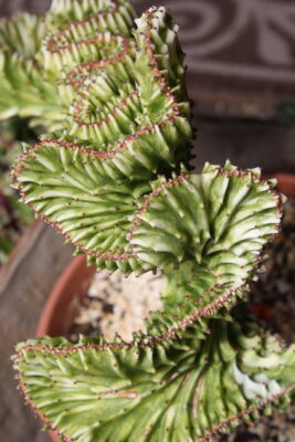 Euphorbia lactea crest, grafted (c) Debra Lee Baldwin