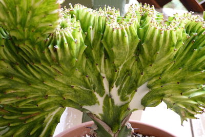 Bizarre succulent Euphorbia lactea crest, grafted (c) Debra Lee Baldwin