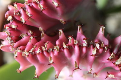 Bizarre pink Euphorbia lactea crest, grafted (c) Debra Lee Baldwin