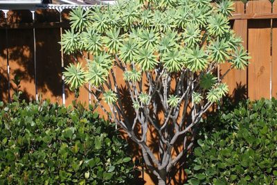 Succulent tree Euphorbia lambii (c) Debra Lee Baldwin