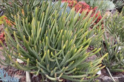 Green pencil-like succulent cluster Euphorbia leucadendron (c) Debra Lee Baldwin