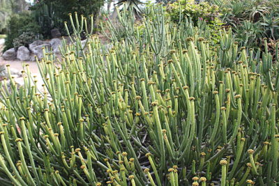 Stick like succulent Euphorbia leucadendron (c) Debra Lee Baldwin