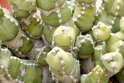 Cactus like Euphorbia makallensis (c) Debra Lee Baldwin