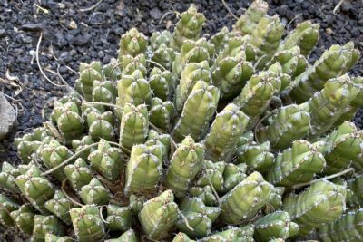 Euphorbia makallensis (c) Debra Lee Baldwin