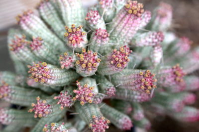 Pink corn cob succulent Euphorbia mammillaris (c) Debra Lee Baldwin