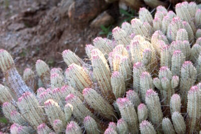 Euphorbia mammillaris (corncob) is a small white clustering succulent with pink tips