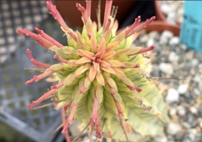 Euphorbia mammillaris variegated at Botanic Wonders nursery (c) Debra Lee Baldwin