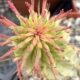 Euphorbia mammillaris variegated (c) Debra Lee Baldwin