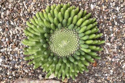 Perfectly symmetrical medusa form euphorbia in Wanda Mallen's garden