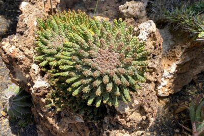 Medusa head euphorbia growing in lava rock: Euphorbia flanaganii (c) Debra Lee Baldwin