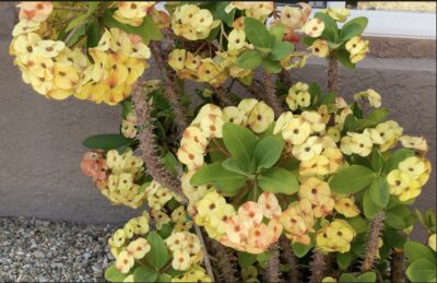 Yellow flowering crown of thorns (c) Debra Lee Baldwin