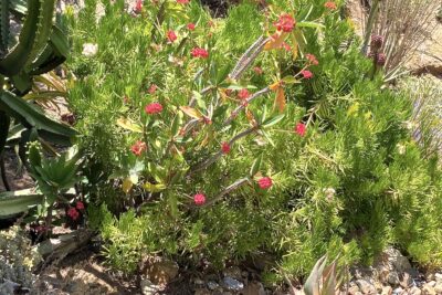 Euphorbia milii, Senecio barbertonicus at the San Diego Zoo Safari Park (c) Debra Lee Baldwin