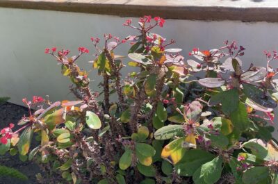 Euphorbia milii (crown of thorns) stems like a rose bush flowers like a geranium