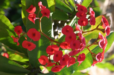 Red Euphorbia milii, detail