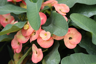 Tropical succulent coral flowers Euphorbia milii hybrid, peach (c) Debra Lee Baldwin