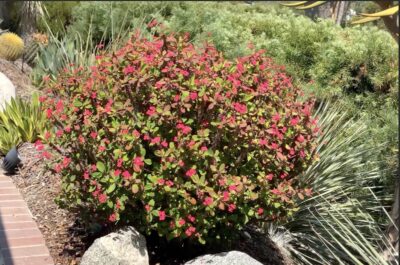 Succulent shrub with red flowers (c) Debra Lee Baldwin