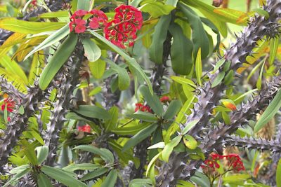 Red flowering Euphorbia milii stems (c) Debra Lee Baldwin