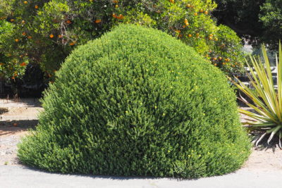 Euphorbia mounditanica (c) Debra Lee Baldwin