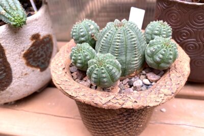 Euphorbia obesa with offsets (c) Debra Lee Baldwin