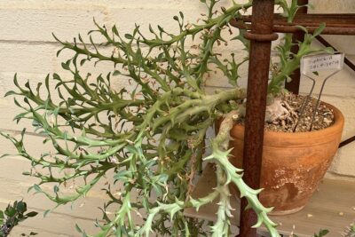 Euphorbia peltigera (c) Rich Zeh