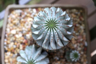Euphorbia clavaCactus Cacti Succulent Real Live Plant 