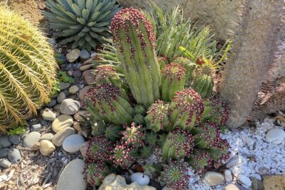 Green columnar succulent cluster with red fruit Euphorbia polygona, green form