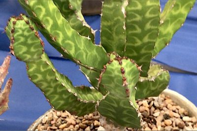 Pattened succulent Euphorbia pseudocactus (c) Debra Lee Baldwin
