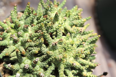 Reptile like Euphorbia pugniformis (c) Debra Lee Baldwin