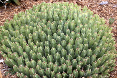 Dangerous succulent Euphorbia resinifera (c) Debra Lee Baldwin