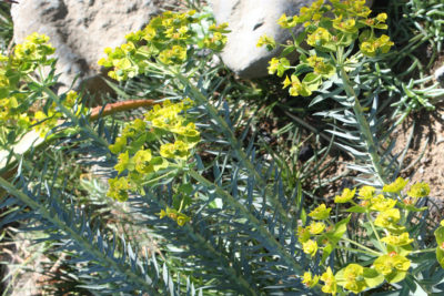 Euphorbia rigida (gopher spurge) (c) Debra Lee Baldwin