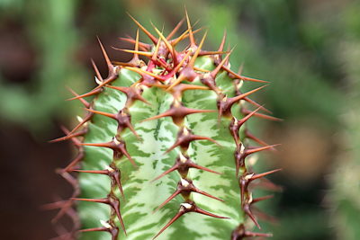 Euphorbia spines look like cactus (c) Debra Lee Baldwin 
