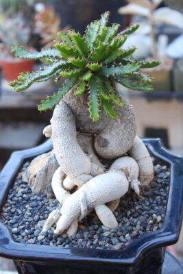 Succulent bonsai Euphorbia stellata (c) Debra Lee Baldwin