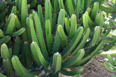 Succulent Euphorbia tetragona
