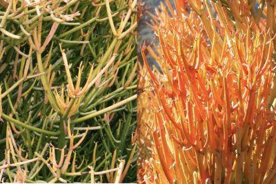 Euphorbia tirucalli 'Sticks on Fire' before & after stressing (c) Debra Lee Baldwin