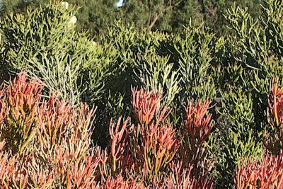 Euphorbia tirucalli, species (green) behind 'Sticks on Fire' (c) Debra Lee Baldwin