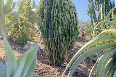 Upright multitrunked drumstick shaped green succulent Euphorbia trigona (c) Debra Lee Baldwin