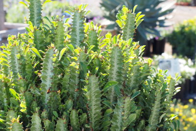 Patterned Succulent Euphorbia trigona (c) Debra Lee Baldwin