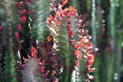 Euphorbia trigona 'Rubra' (c) Debra Lee Baldwin