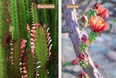 Succulent Euphorbia vs Cactus, leaves