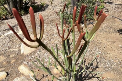 Flat-leaved brown and green succulent: Euphorbia xylophylloides (c) Debra Lee Baldwin