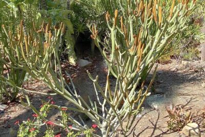 Succulent with green stems that turn orange at the tops Euphorbia xylophylloides (c) Debra Lee Baldwin